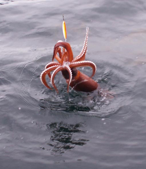 KONICA MINOLTA DIGITAL CAMERA