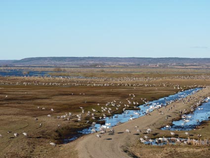 2012-03-31 Hornborgasjön