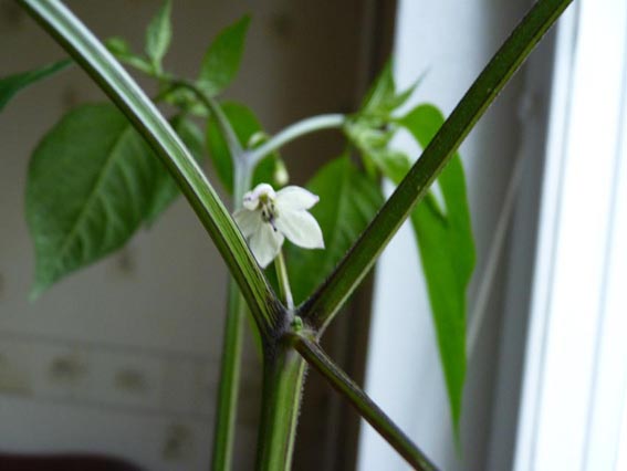 2012-06-14 001 chili