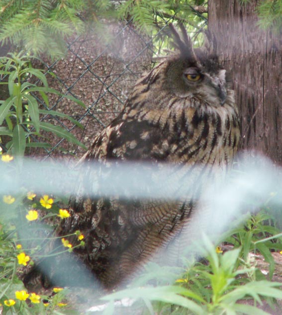 KONICA MINOLTA DIGITAL CAMERA