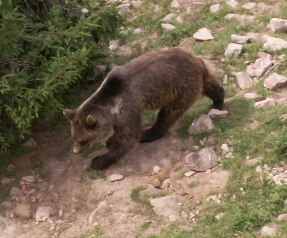 KONICA MINOLTA DIGITAL CAMERA