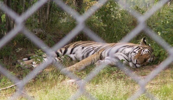 KONICA MINOLTA DIGITAL CAMERA