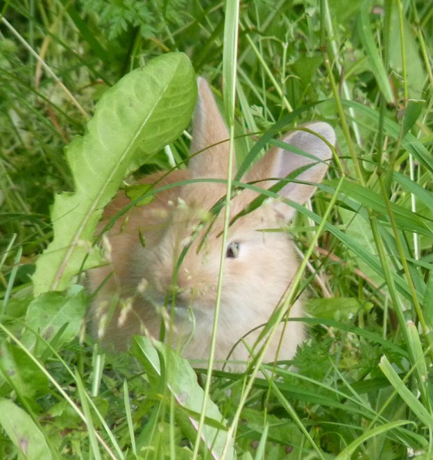 028 2012-07-26 119 Norge Torghatten Kurs & Feriesenter