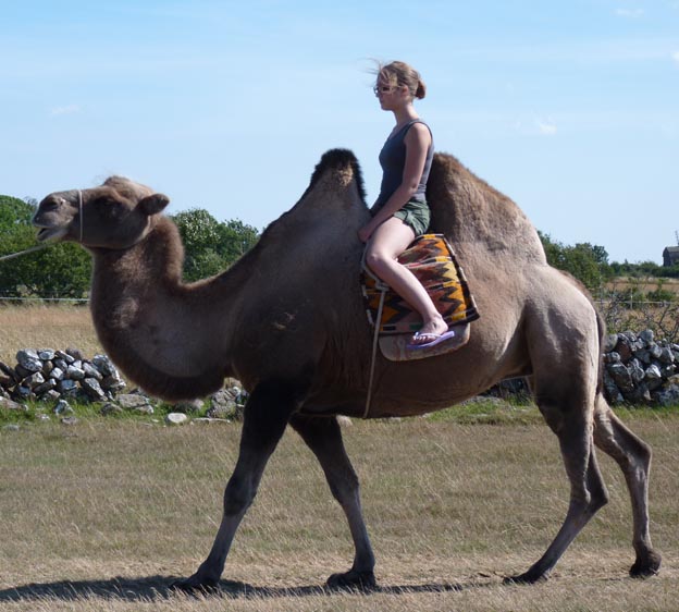 003 2012-08-04 013 Kamelridning