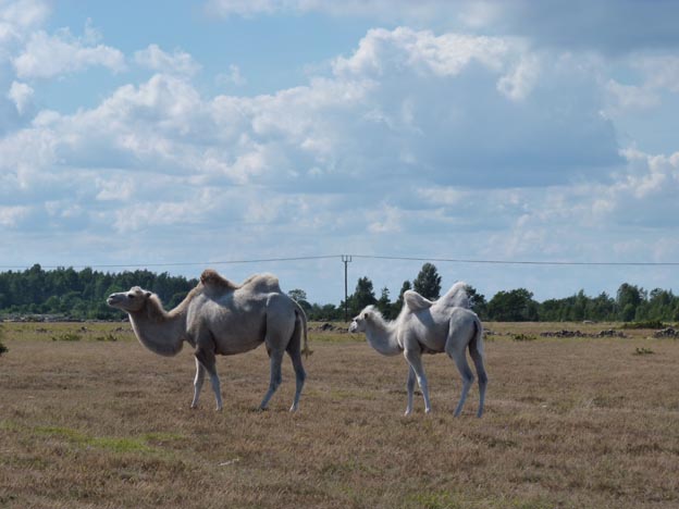 004 2012-08-04 003 Kamelridning
