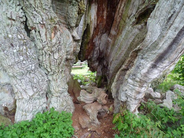 004 2012-08-06 004 Kvilleken