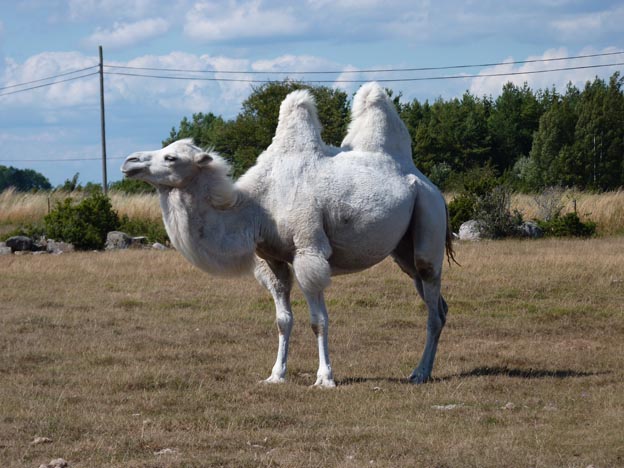 006 2012-08-04 006 Kamelridning