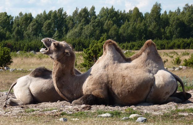 007 2012-08-04 008 Kamelridning