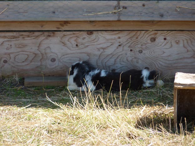 009 2012-08-04 018 Kamelridning