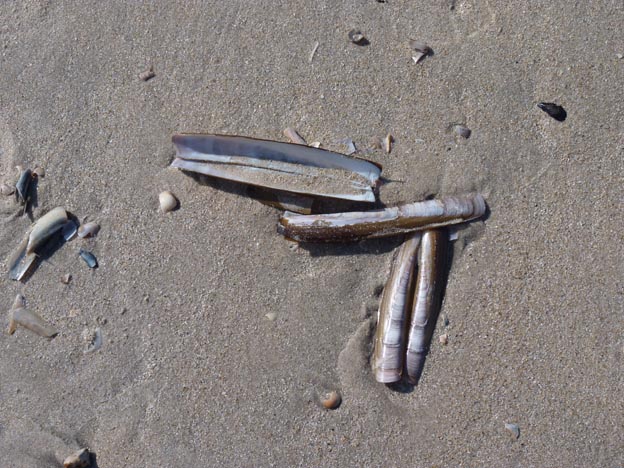 017 2013-03-31 009 Blåvands Camping