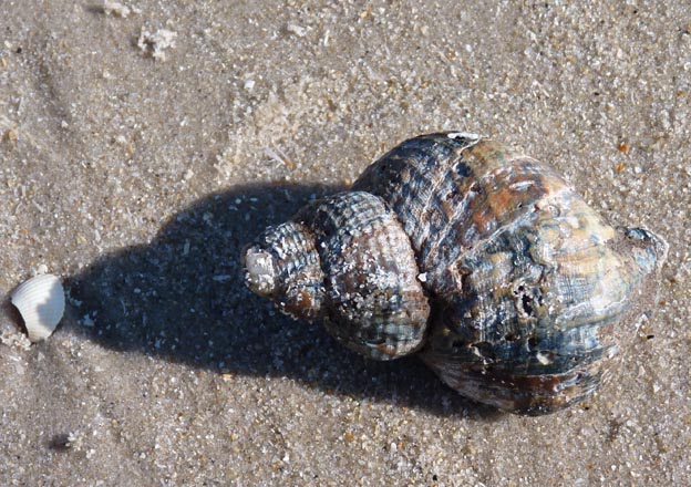 018 2013-03-31 022 Blåvands Camping