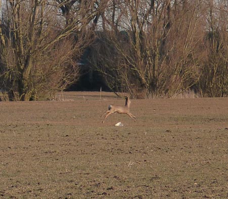 023 2013-04-01 049 Tönning Lilienhof Camping