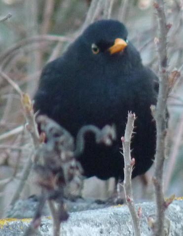 2013-04-03 051 Fjordlyst Aabenraa CityCamping