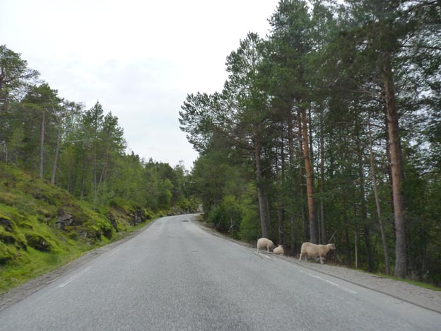 005 2013-08-02 010 Väg 60 Olden-Utvik