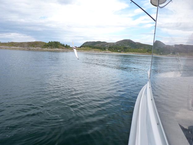 006 2013-07-29 027 Bud