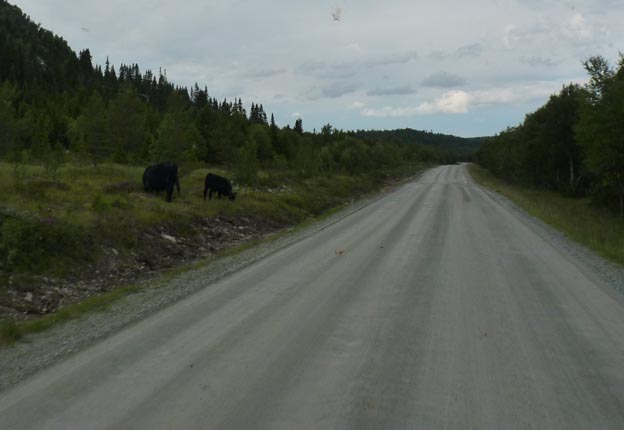 006 2013-08-03 012 Funäsdalen-Flatruet