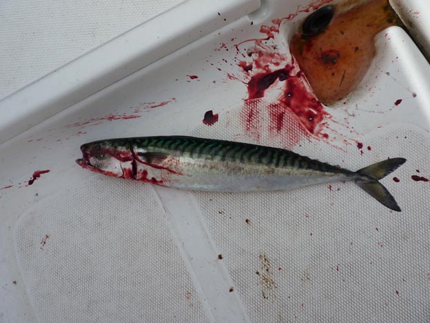 007 2013-07-29 029 Bud