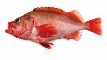 009 2013-07-29 034 Bud