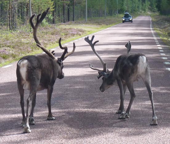 009 2013-08-04 016 Foskros-Grövelsjön