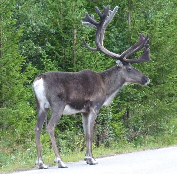 012 2013-08-04 021 Grövelsjön-Idre
