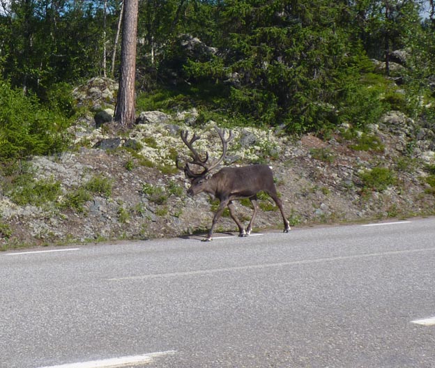 013 2013-08-04 023 Grövelsjön-Idre