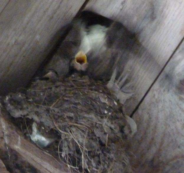 013 2013-08-07 007 Hedtjärn