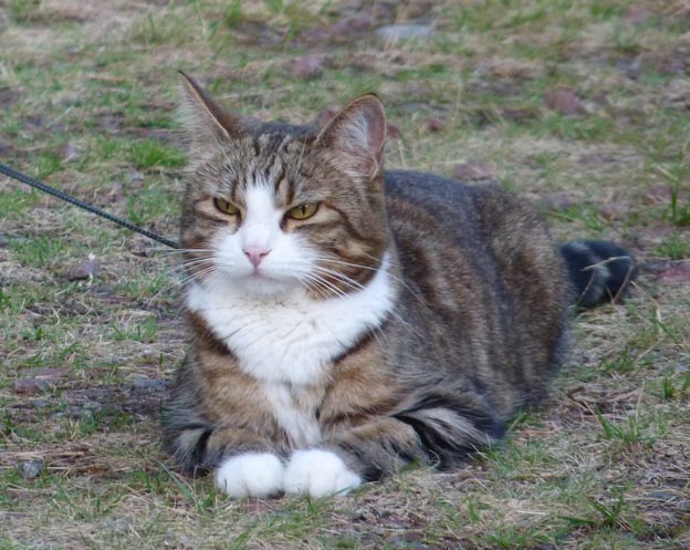 013a 2013-08-05 035 Lokrakan Mitt