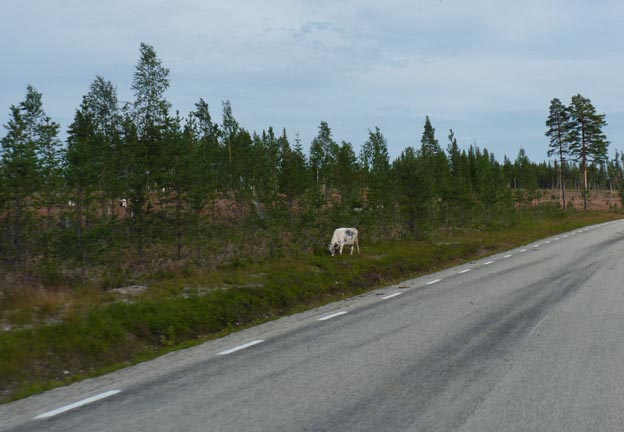 014 2013-08-03 023 Ljungdalen-Åsarna