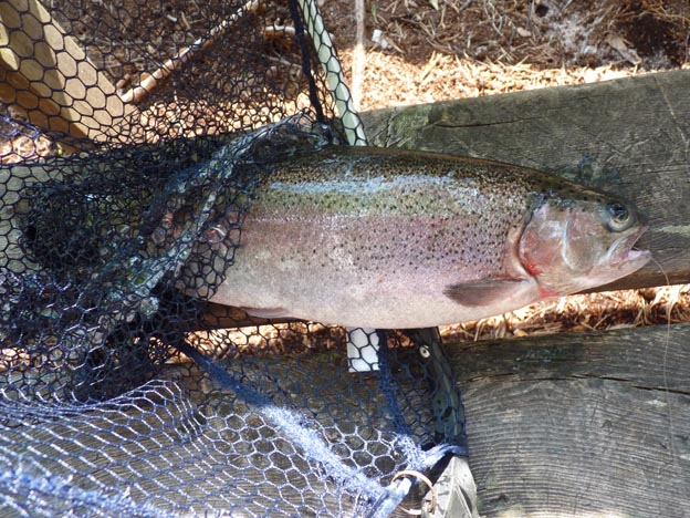 016 2013-08-07 016 Hedtjärn