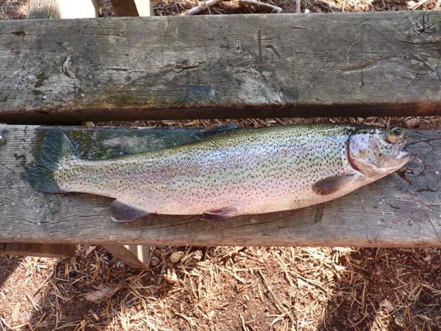 017 2013-08-07 031 Hedtjärn