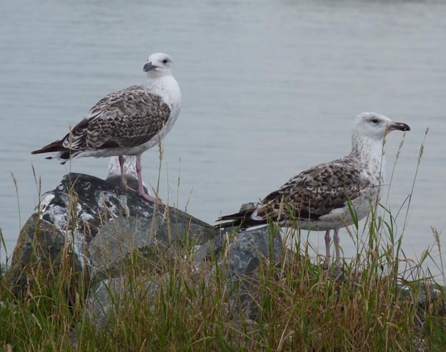 018 2013-07-28 025 Bud Pluscamp