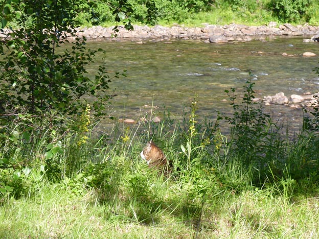 019 2013-07-26 019 E6 Krokstrand Camping