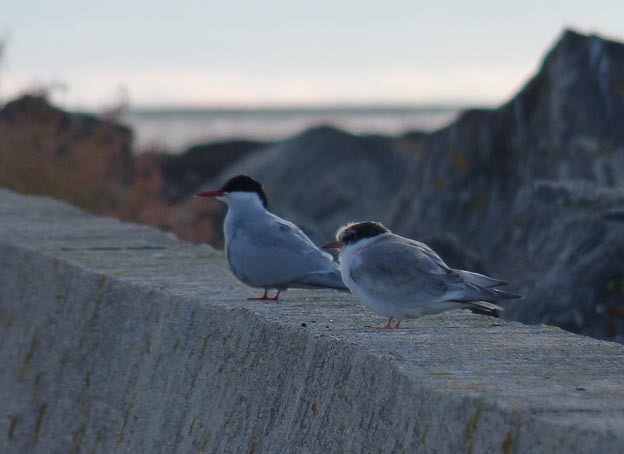 022 2013-07-22 097 Sör