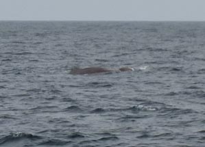 023 2013-07-23 080 Sör