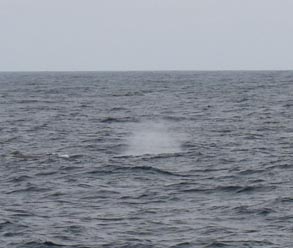 024 2013-07-23 082 Sör