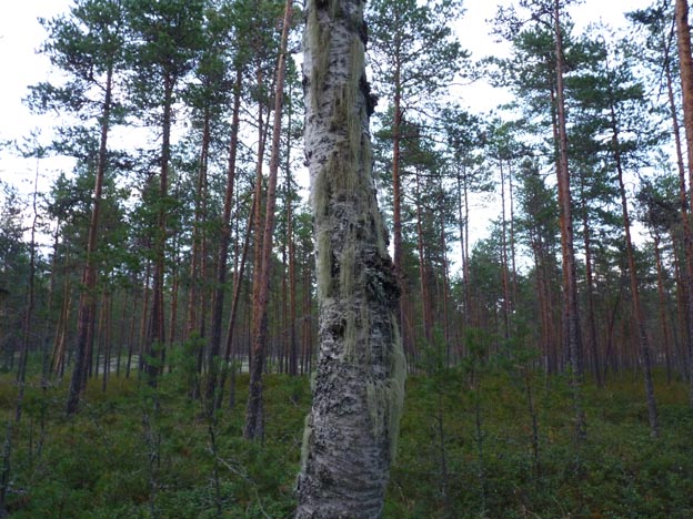024 2013-08-07 063 Hedtjärn