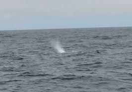 025 2013-07-23 098 Sör