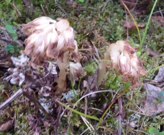 025 2013-08-07 070 Hedtjärn