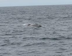 026 2013-07-23 097 Sör