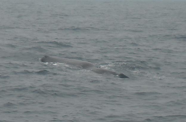 027 2013-07-23 104p Sör