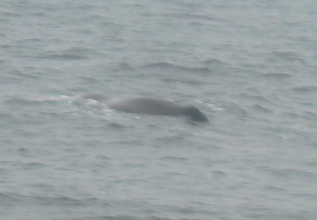 028 2013-07-23 104r Sör