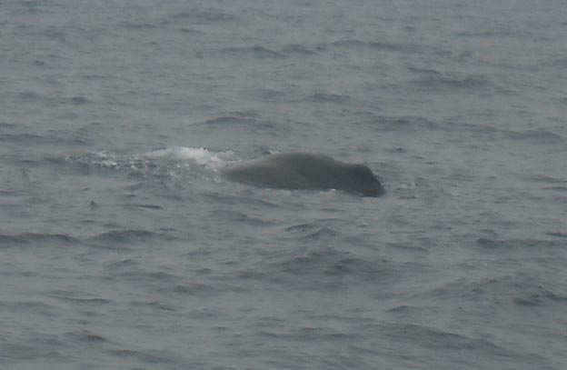 029 2013-07-23 104s Sör