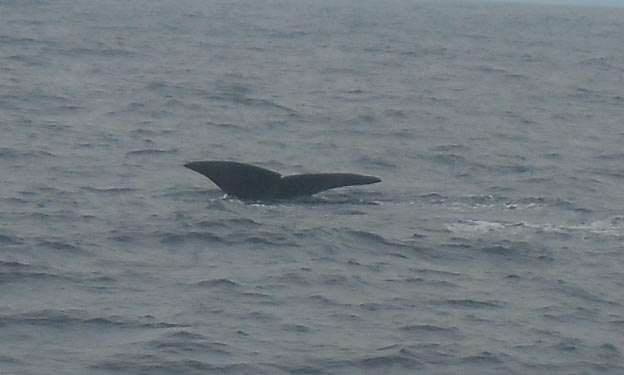 030 2013-07-23 104t Sör