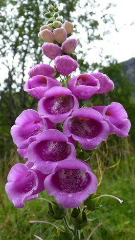 037 2013-08-01 112 Melkevoll Breetun Camping