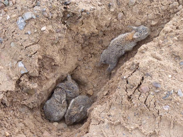 015 2014-04-14 002 Haderslev Camping