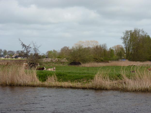 019 2014-04-15 025 Holland De Zilveaen Mann Camping