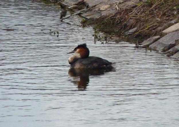 020 2014-04-13 028 Haderslev