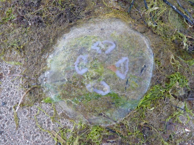 013 2014-06-28 050 Vikaer Strand Camping