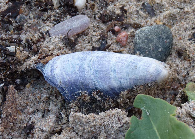 014 2014-06-28 057 Vikaer Strand Camping