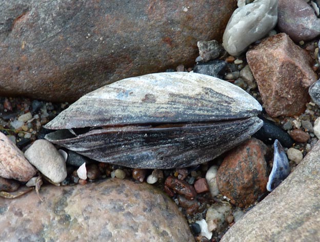 015 2014-06-28 063 Vikaer Strand Camping